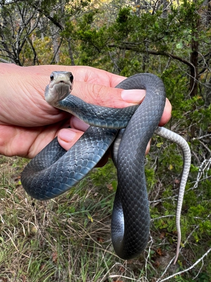 Eastern Yellowbelly Racer